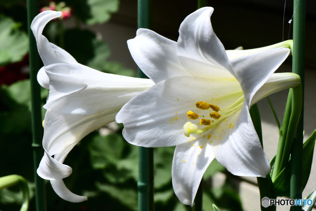 庭に咲いたユリの花 
