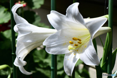 庭に咲いたユリの花 
