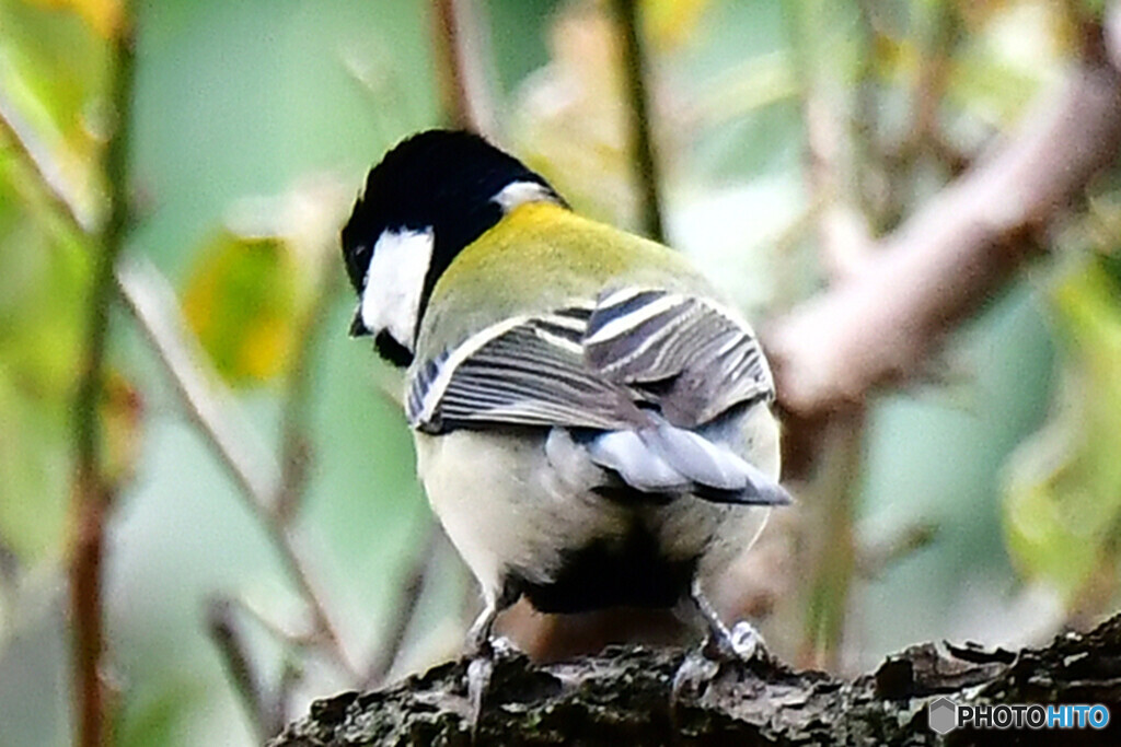 鳥さんこっち向いて  396