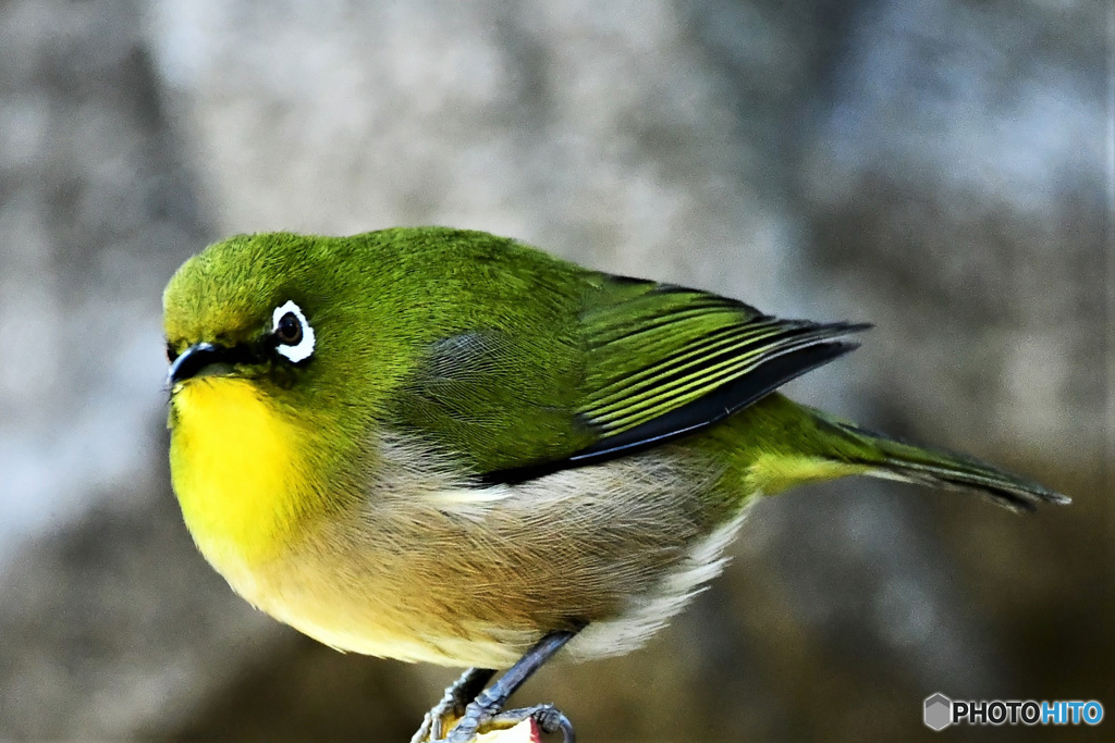 野山の鳥 22-118 メジ君