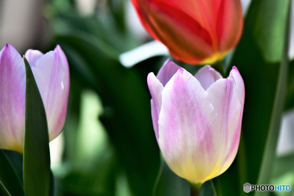 春の陽光に照らされて  21-145