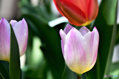 春の陽光に照らされて  21-145