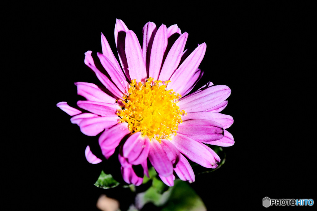   庭に咲いた小菊 