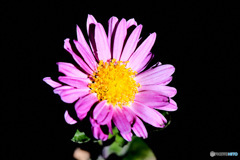   庭に咲いた小菊 