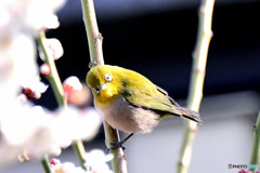 野山の鳥  メジロ