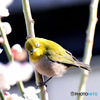 野山の鳥  メジロ