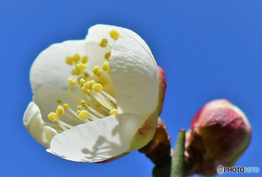 庭に咲いた梅の花 23-038  