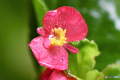 雨に濡れるベゴニアの花  21-459  