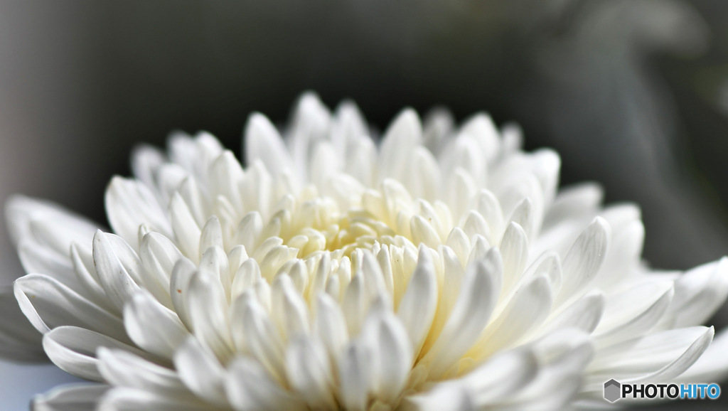  秋の花 22-446  白い菊  