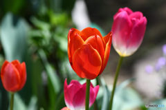 庭に咲いた春の花   21-182