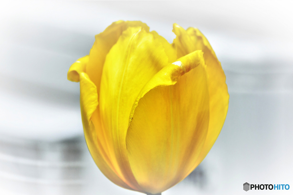 庭に咲いたキイロのチューリップの花 22-217