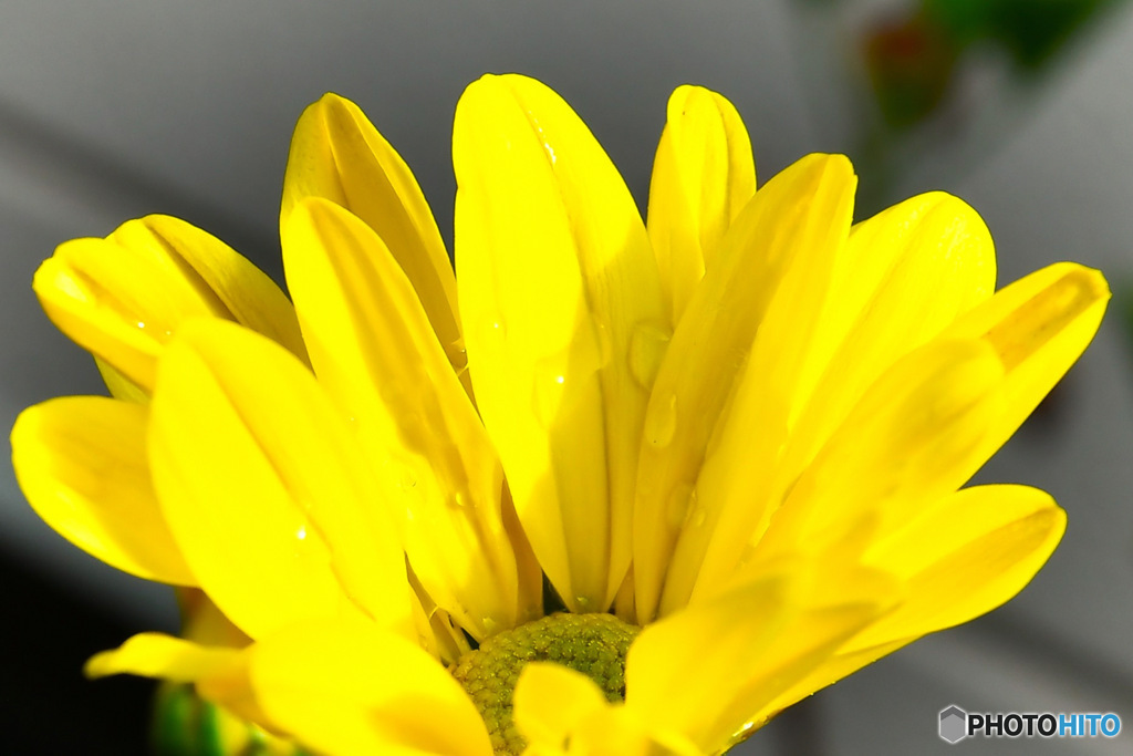 庭に咲いた菊の花
