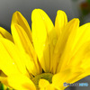 庭に咲いた菊の花