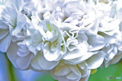 庭に咲いた白いゼラニュームの花 23-346