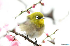  雪の中蜜を探して 