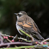野山の鳥 23-074  ツグミ