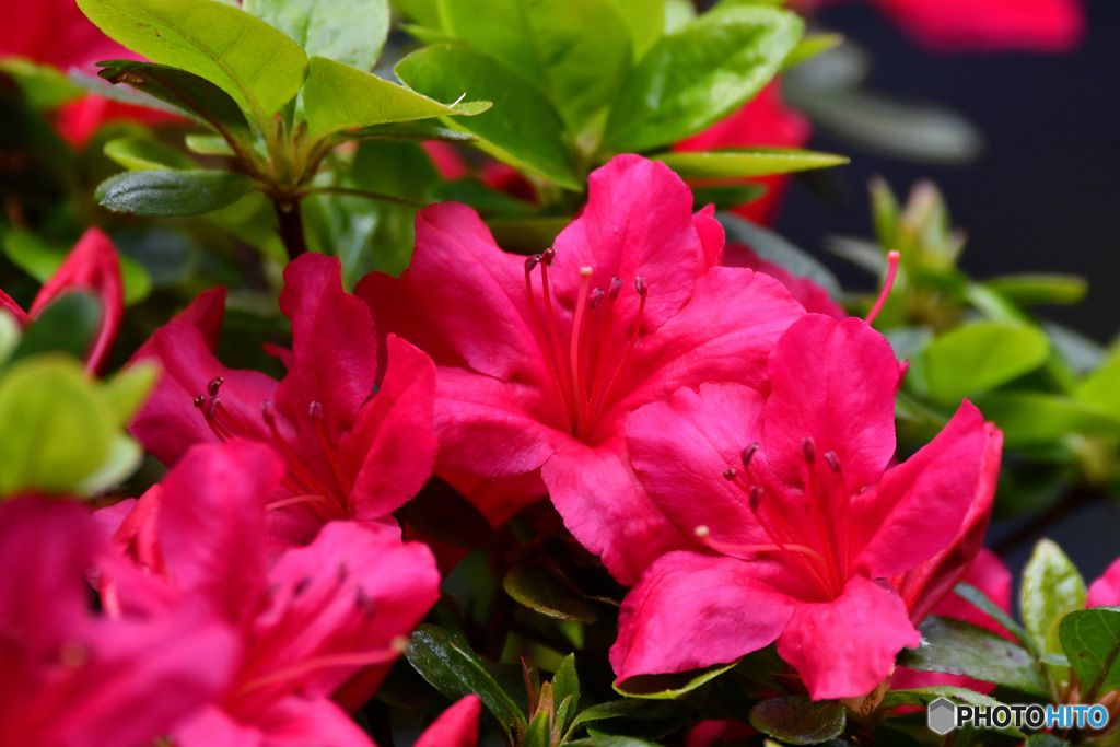 庭に咲いたつつじの花  