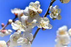 青空と白い梅の花 21-051
