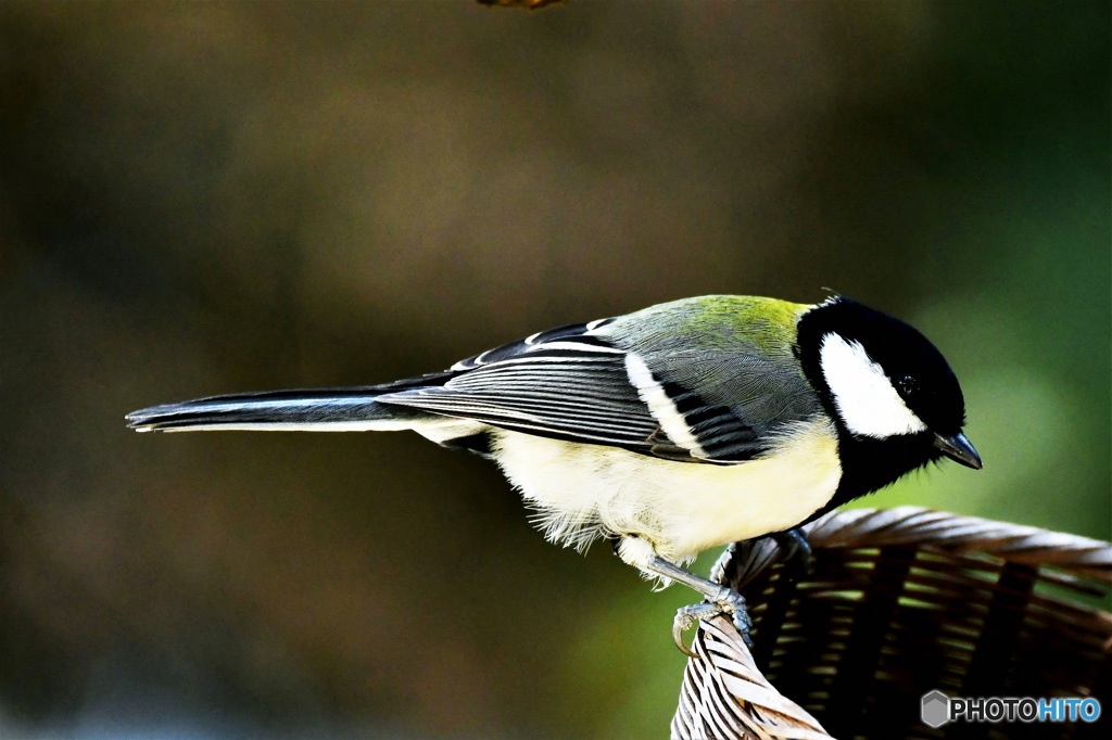 野山の鳥  四十雀さん