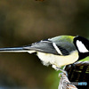 野山の鳥  四十雀さん 