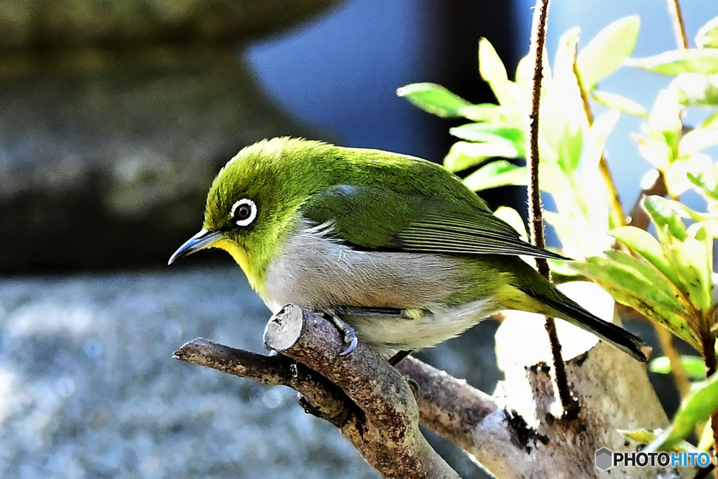 野山の鳥 22-002 メジ君