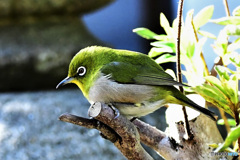 野山の鳥 22-002 メジ君