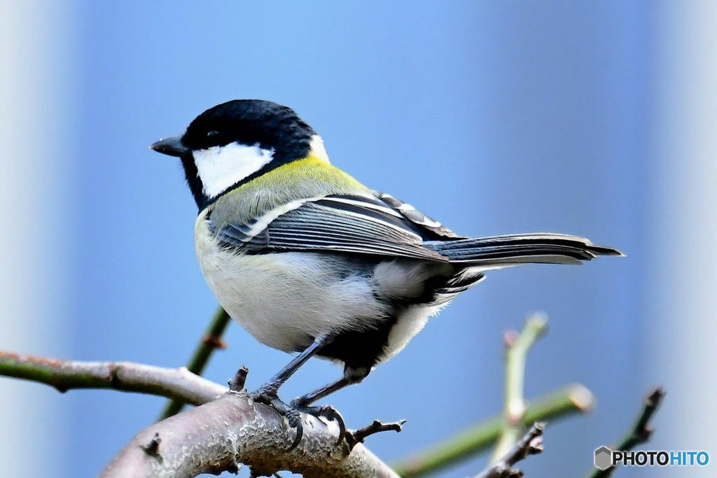 野山の鳥   四十雀さん