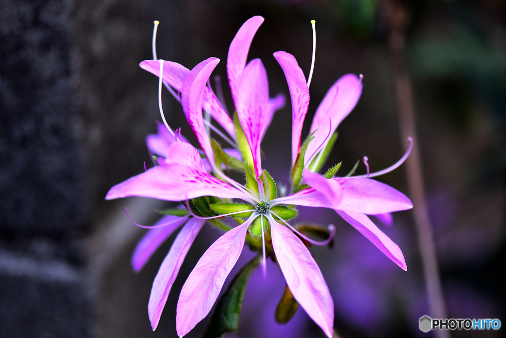 春  庭に咲いた花  