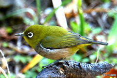 野山の鳥  メジ君  