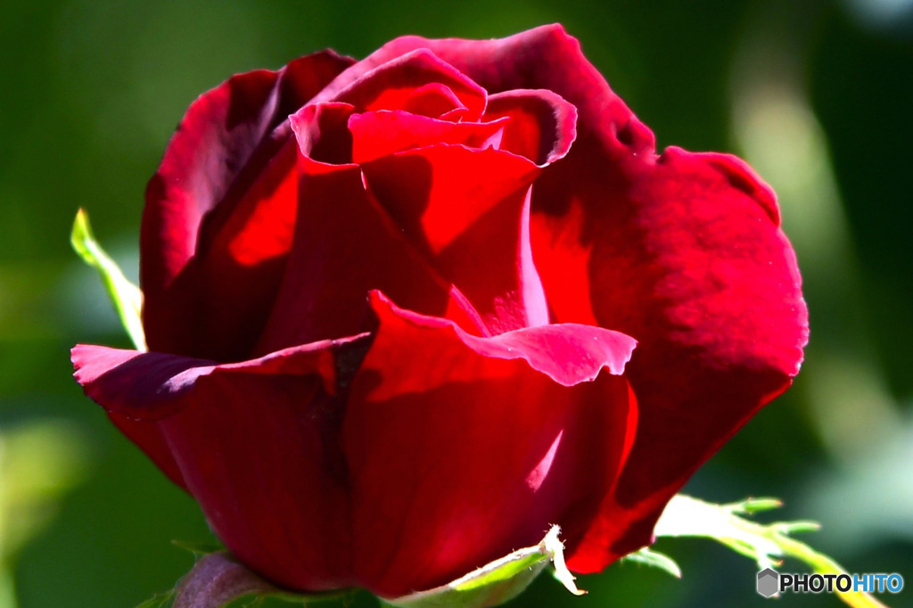 時期外れの庭に咲いたバラの花