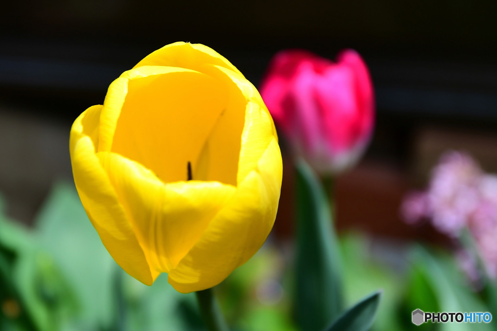 庭に咲いたチューリップの花 22-167  