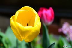 庭に咲いたチューリップの花 22-167  