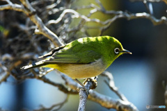 野山の鳥 22-175 メジ君