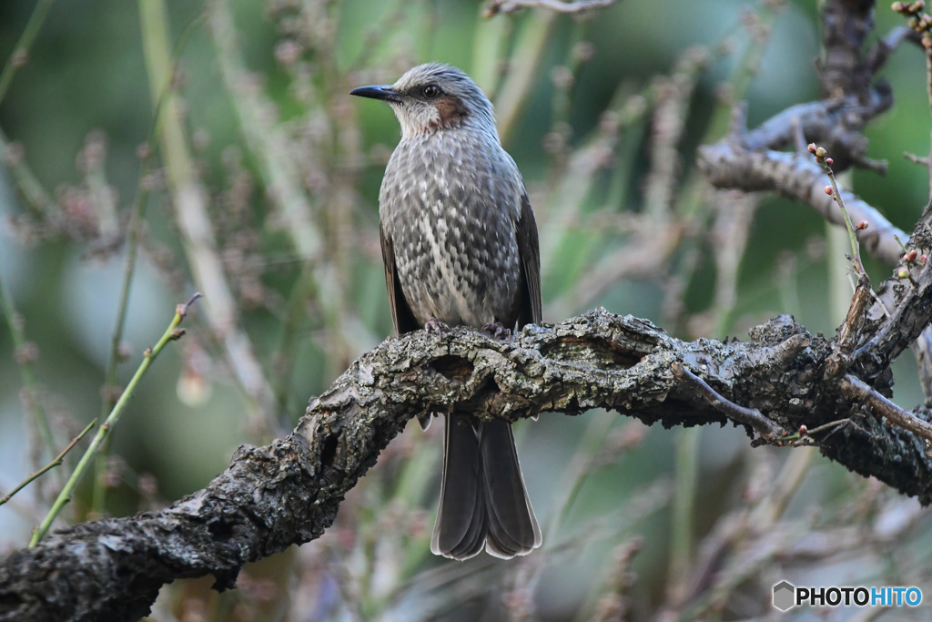 梅の木にヒヨさん  23-006