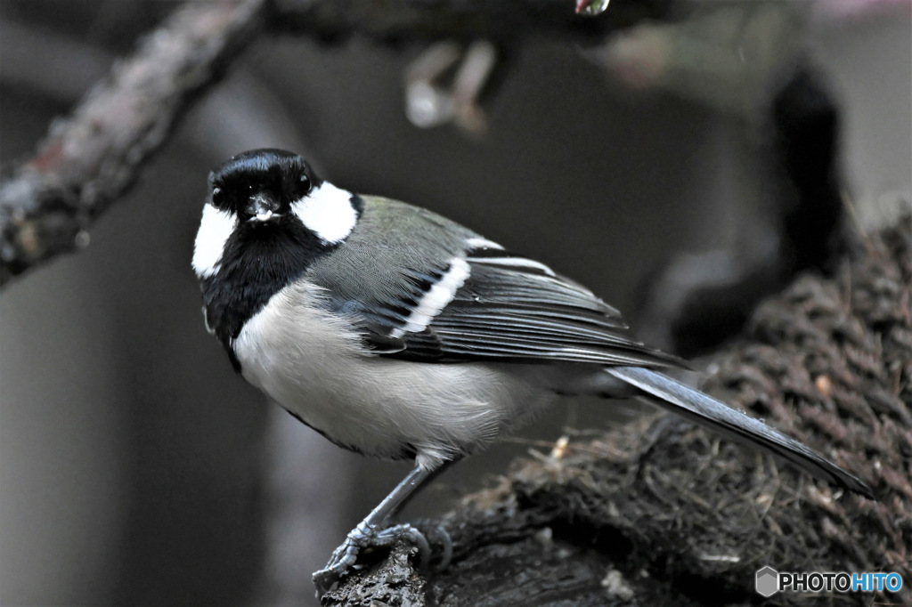 野山の鳥 四十雀さん 23-129