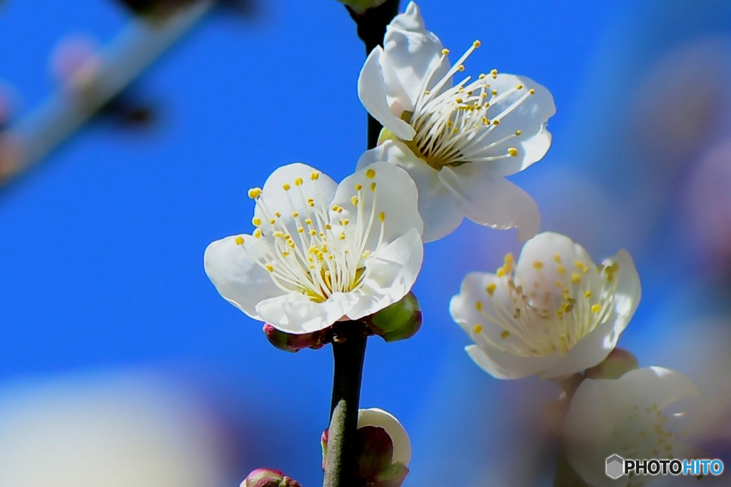 庭に咲いた白梅の花  