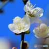 庭に咲いた白梅の花  