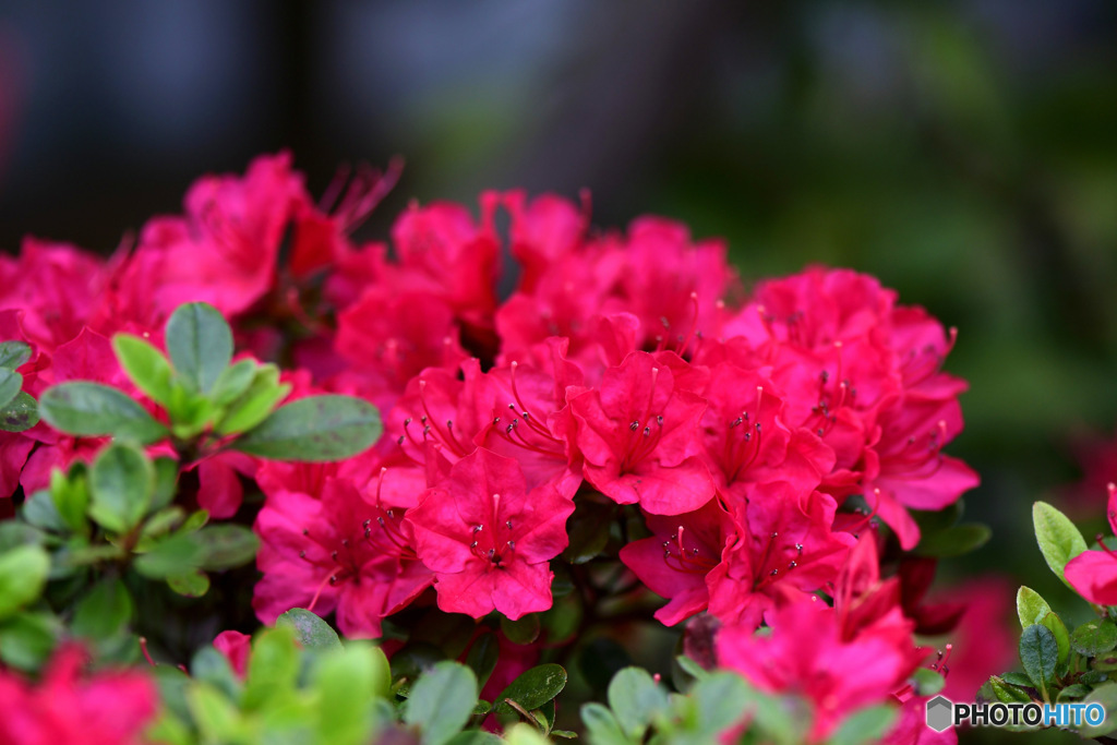 庭に咲いたつつじの花