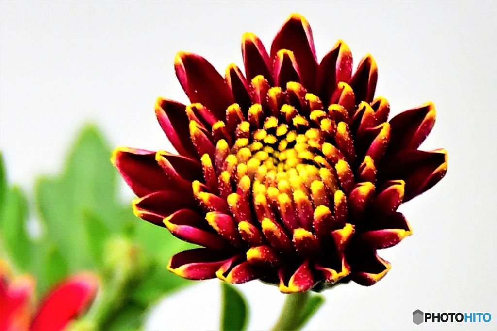 窓辺でフォト Ⅴ 21-475