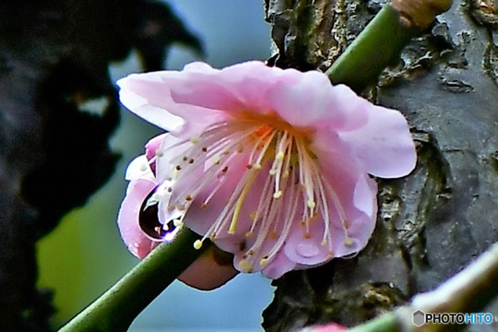 雨に濡れた梅の花 22-115