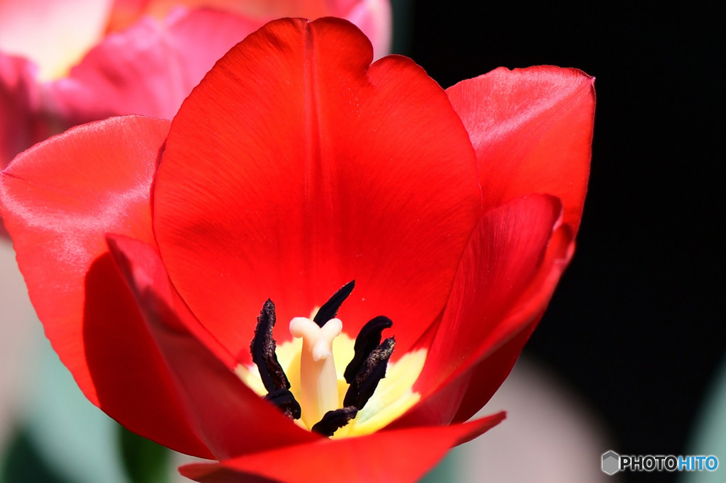 庭に咲いたチューリップの花　