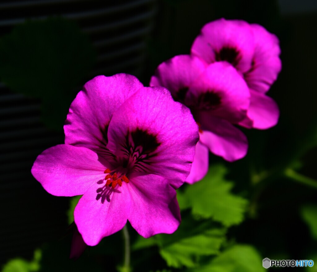 ゼラニュームの花  603
