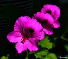 ゼラニュームの花  603