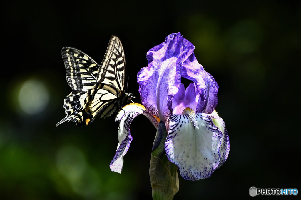 庭に咲いたイチハツの花と(アゲハ蝶) 22-232
