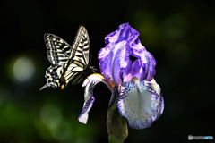 庭に咲いたイチハツの花と(アゲハ蝶) 22-232