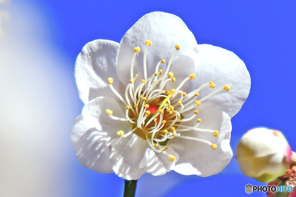 青空と白梅の花  22-042