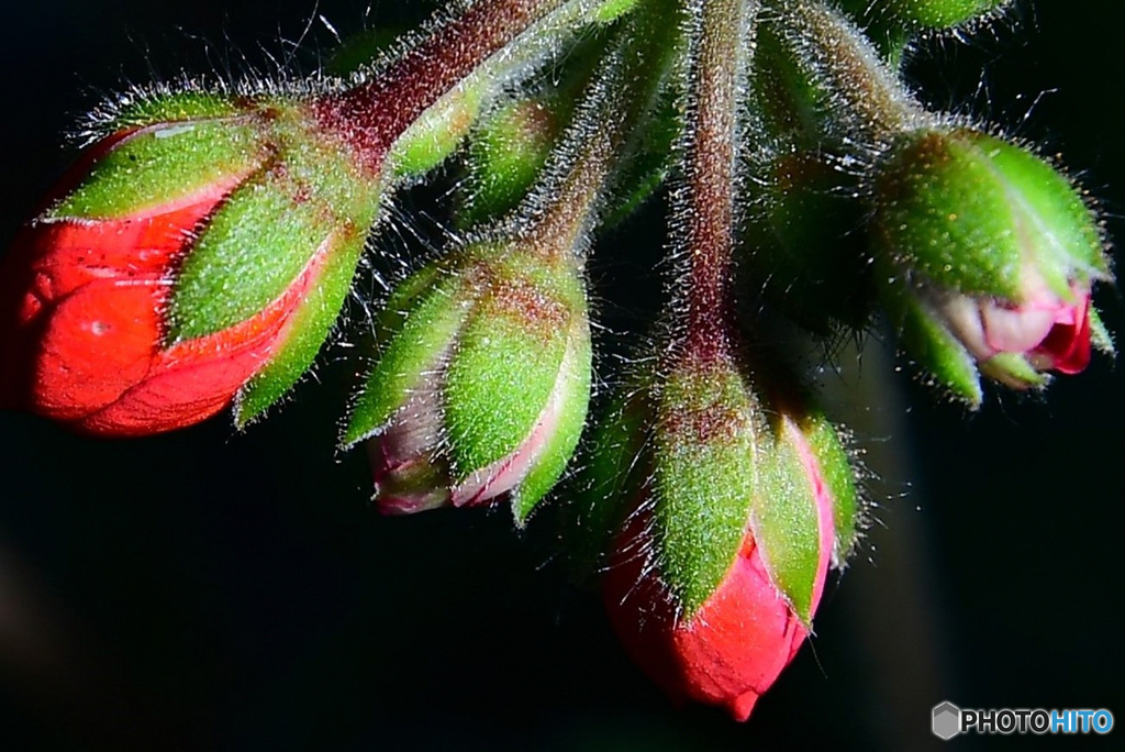 赤い花の蕾  21-505