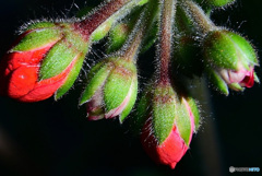 赤い花の蕾  21-505