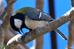 野山の鳥   21-197  四十雀さん
