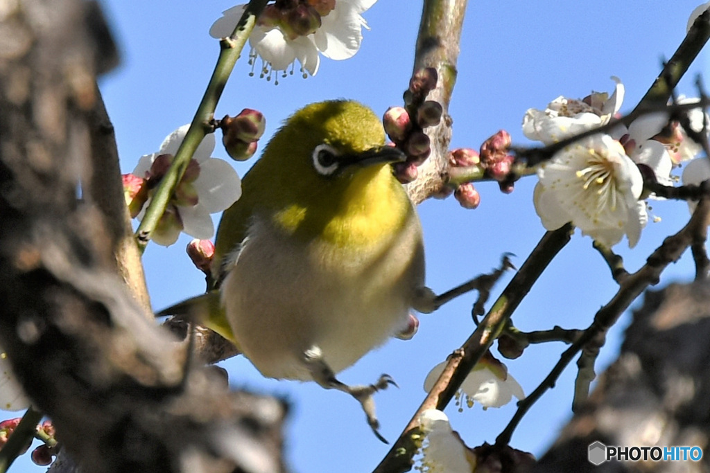 野山の鳥  メジ君  21-181